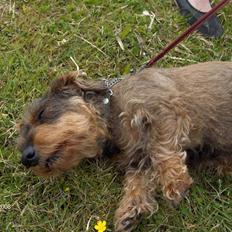 Gravhund Freja R.I.P