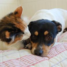 Dansk svensk gaardhund Østbroen´s Annika