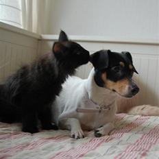 Dansk svensk gaardhund Østbroen´s Annika