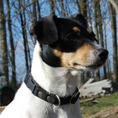 Dansk svensk gaardhund Østbroen´s Annika