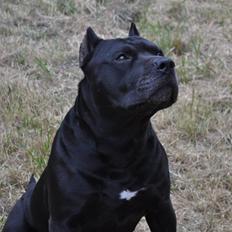 Blanding af racer Babe