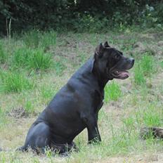 Blanding af racer Babe