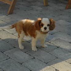 Cavalier king charles spaniel Maddie