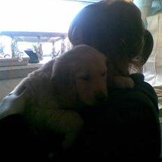 Golden retriever Basse