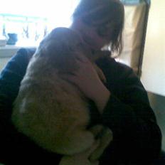 Golden retriever Basse