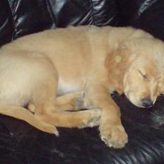 Golden retriever Basse