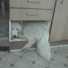Samojedhund Miss Hope and Dreams