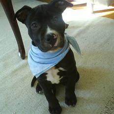 Amerikansk staffordshire terrier Zin-G