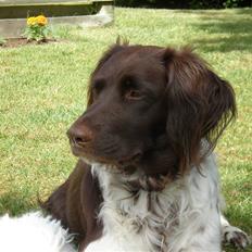 Kleiner münsterländer Coco