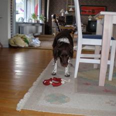 Kleiner münsterländer Coco