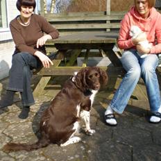 Kleiner münsterländer Coco