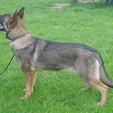 Schæferhund Trold Hope **RIP**