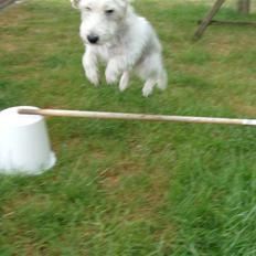 Petit basset griffon wendéen Jack