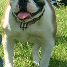 Olde english bulldogge Jolie