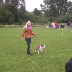 Olde english bulldogge Jolie