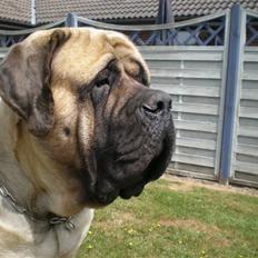 Mastiff Nicolai