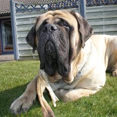 Mastiff Nicolai