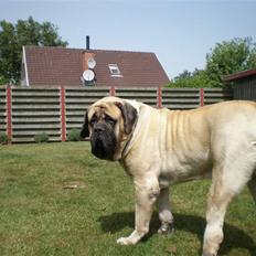 Mastiff Nicolai