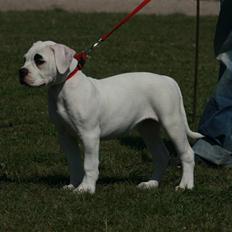 Amerikansk bulldog Upnorth 2nd aka Smilla
