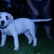 Amerikansk bulldog Upnorth 2nd aka Smilla