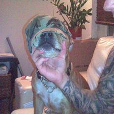 Staffordshire bull terrier Jackie