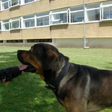 Blanding af racer spike