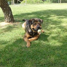 Blanding af racer spike