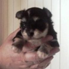 Bichon havanais Terkel