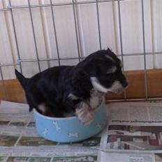 Bichon havanais Terkel
