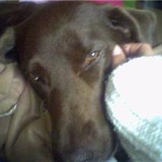 Blanding af racer Balou R.I.P.