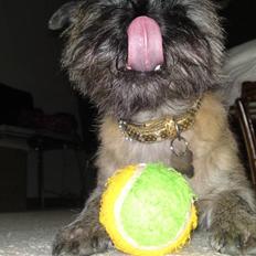 Cairn terrier Fie <3 *VIP*