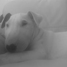 Bullterrier Cheeco R.I.P d 25/3 09 