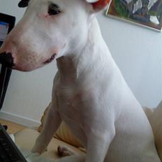 Bullterrier Cheeco R.I.P d 25/3 09 