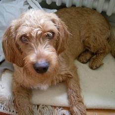 Basset fauve de bretagne Ludvig
