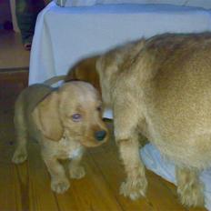 Basset fauve de bretagne Ludvig