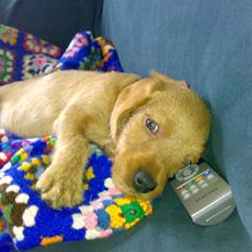 Basset fauve de bretagne Ludvig
