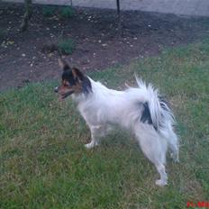 Papillon maggie