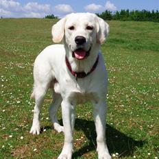 Golden retriever /Labrador Basse * DU ER SAVNET *