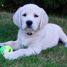 Golden retriever /Labrador Basse * DU ER SAVNET *