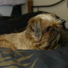 Griffon bruxellois Dixie