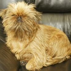 Griffon bruxellois Dixie