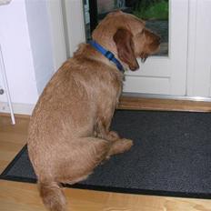 Basset fauve de bretagne Chapper 