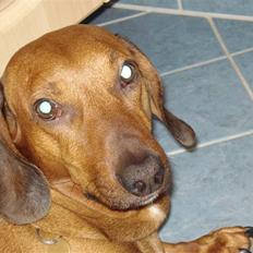 Gravhund Oscar R.I.P