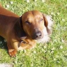 Gravhund Oscar R.I.P