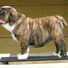 Engelsk bulldog Valder