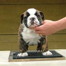 Engelsk bulldog Valder