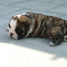 Engelsk bulldog Valder