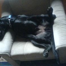 Labrador retriever Samson