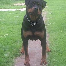 Rottweiler U'Tania Vom Falke KÖnigli