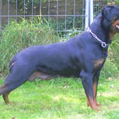 Rottweiler U'Tania Vom Falke KÖnigli